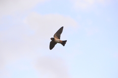 Petrochelidon spilodera