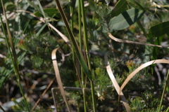 Austrostipa hemipogon