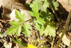 Chaerophyllum nodosum