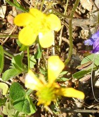 Ranunculus paludosus