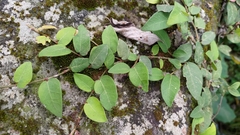 Ficus pumila awkeotsang