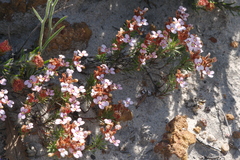 Stylidium cygnorum