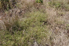 Aspalathus retroflexa