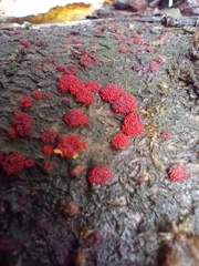 Neonectria coccinea