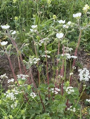 Drymocallis rupestris