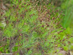 Argyranthemum gracile