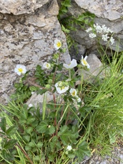 Drymocallis rupestris