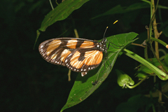 Thyridia psidii