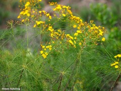 Sonchus capillaris