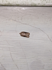 Acleris chalybeana