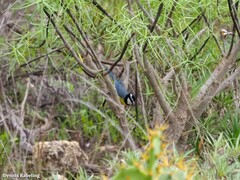 Cyanistes teneriffae