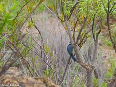 Cyanistes teneriffae