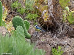 Cyanistes teneriffae