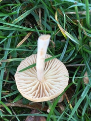 Marasmius