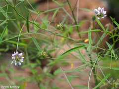 Bituminaria bituminosa