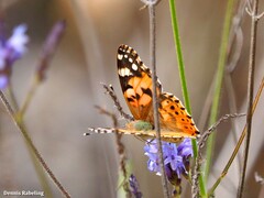 Vanessa cardui