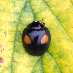 Coccinellidae