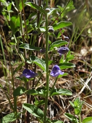 Scutellaria antirrhinoides