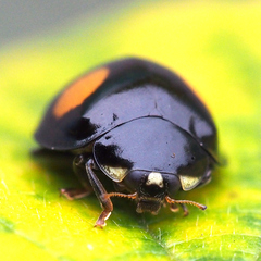 Coccinellidae