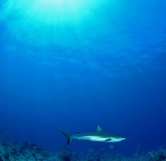 Carcharhinus perezii