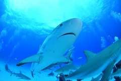 Carcharhinus perezii