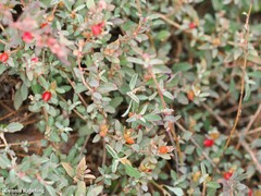 Atriplex semibaccata