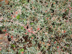 Atriplex semibaccata