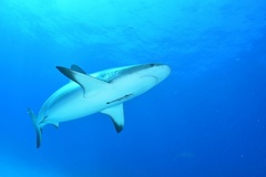 Carcharhinus perezii