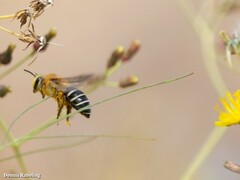 Colletes dimidiatus