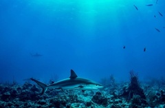 Carcharhinus perezii