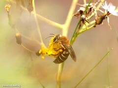 Colletes dimidiatus