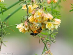 Colletes dimidiatus