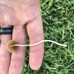 Conocybe apala albipes