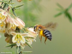 Colletes dimidiatus