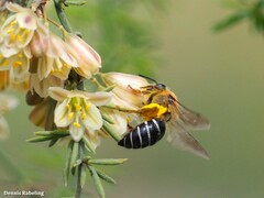 Colletes dimidiatus