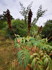 Melianthus major