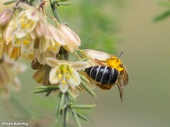 Colletes dimidiatus