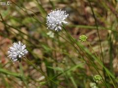 Gilia capitata capitata