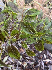 Diplocarpon