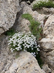 Iberis sempervirens