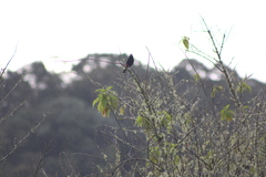Ramphocelus flammigerus