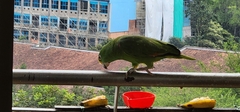 Amazona ochrocephala