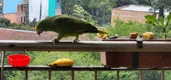 Amazona ochrocephala