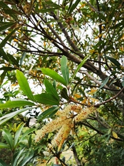 Brabejum stellatifolium