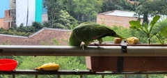 Amazona ochrocephala