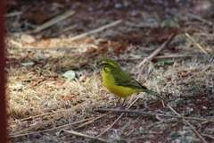 Crithagra flaviventris