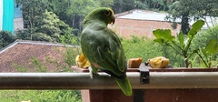 Amazona ochrocephala
