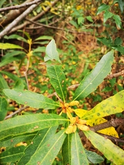 Brabejum stellatifolium