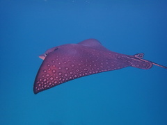 Aetobatus ocellatus