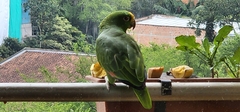 Amazona ochrocephala